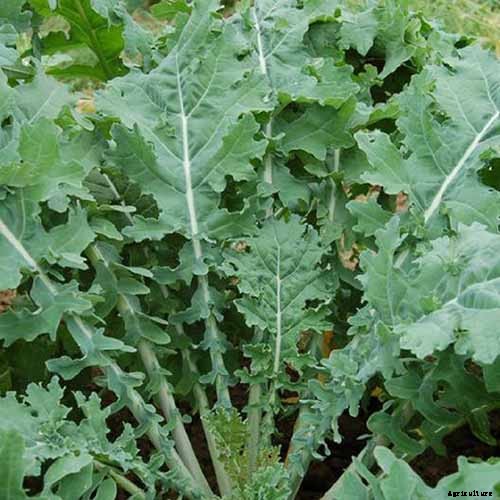 13 of the Best Kale Varieties for the Home Garden