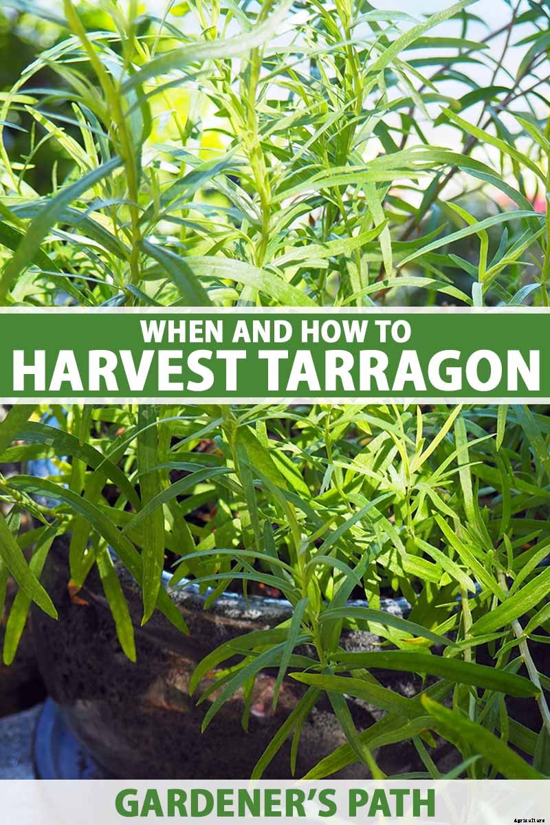When and How to Harvest Tarragon