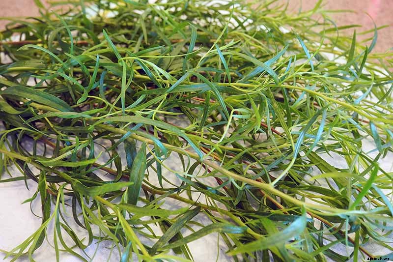 When and How to Harvest Tarragon