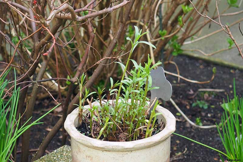 When and How to Harvest Tarragon