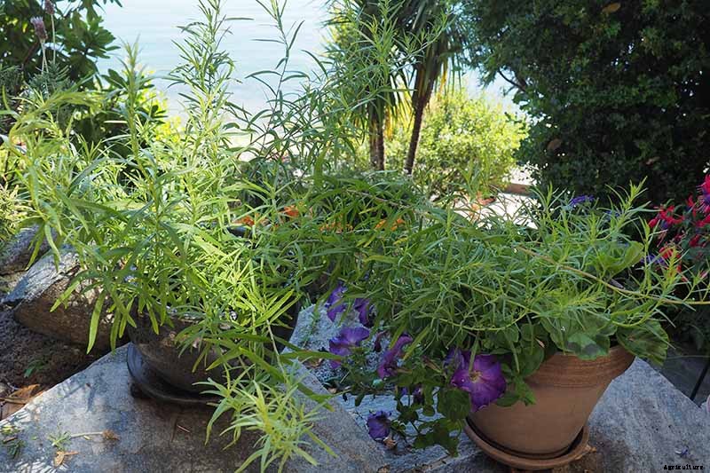 When and How to Harvest Tarragon