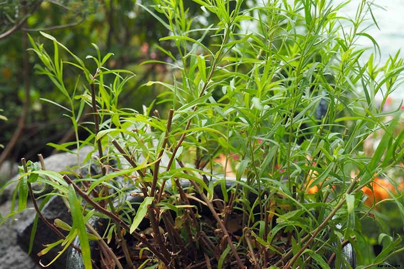 When and How to Harvest Tarragon