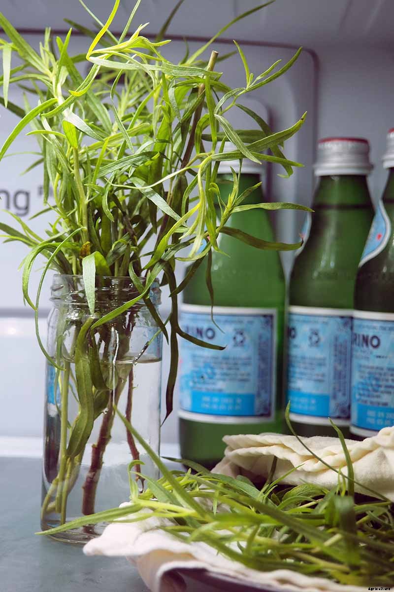 When and How to Harvest Tarragon