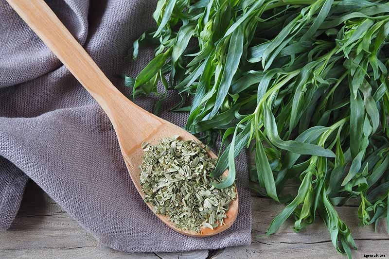 When and How to Harvest Tarragon