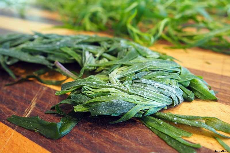 When and How to Harvest Tarragon