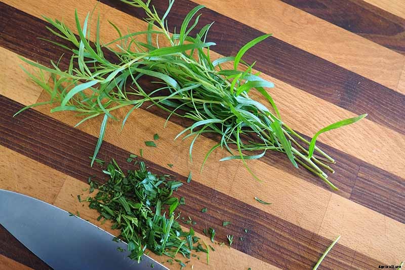 When and How to Harvest Tarragon