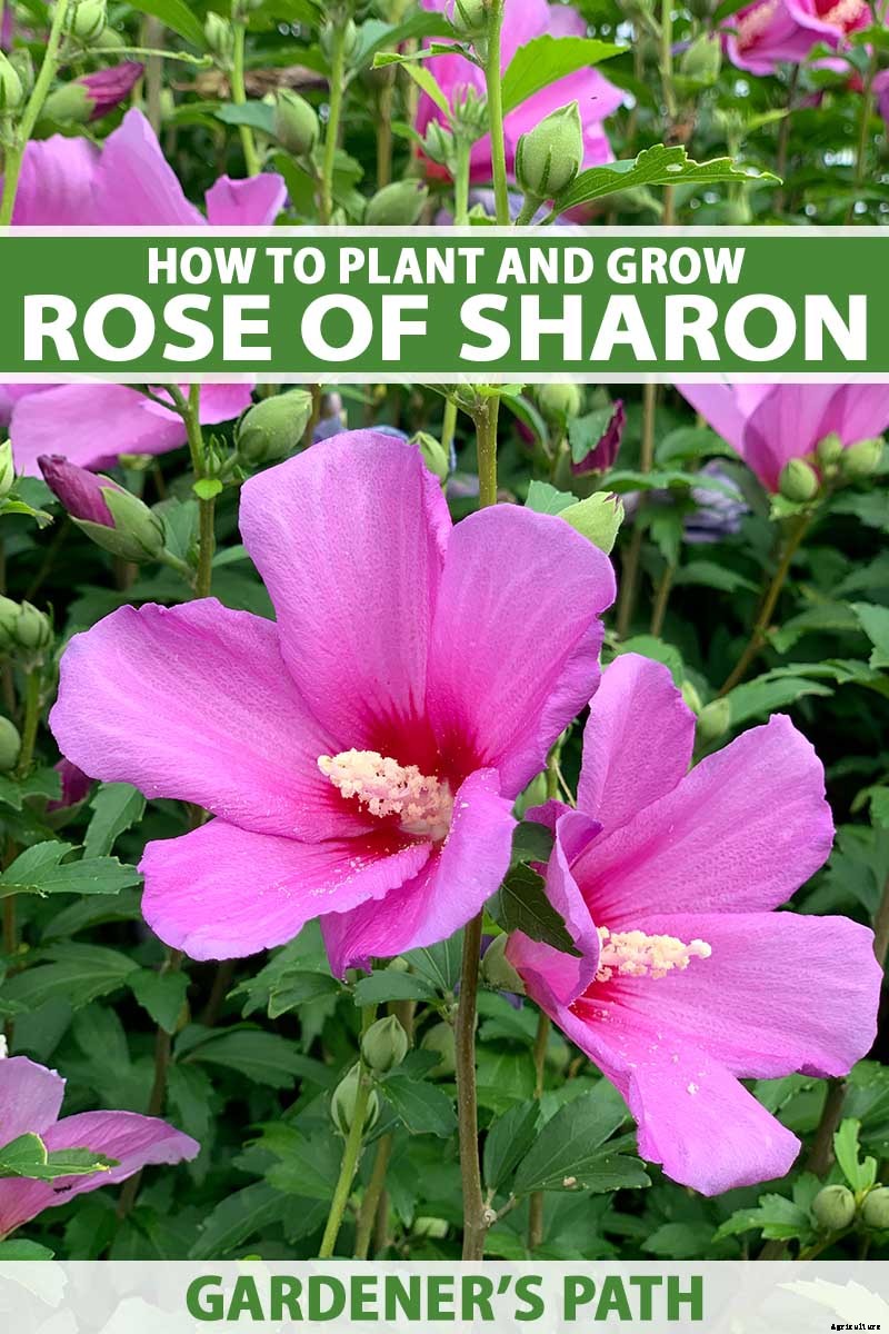 How to Grow and Care for Rose of Sharon