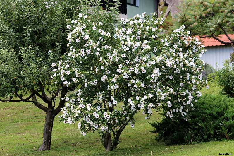How to Grow and Care for Rose of Sharon