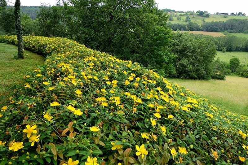 How to Grow and Care for Rose of Sharon
