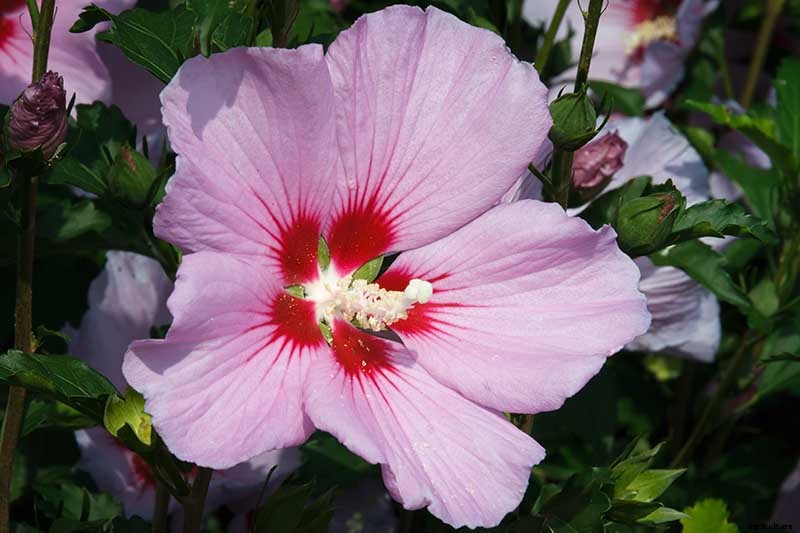 How to Grow and Care for Rose of Sharon