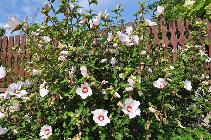 How to Grow and Care for Rose of Sharon