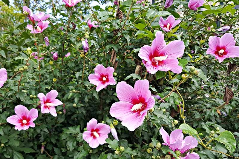 How to Grow and Care for Rose of Sharon