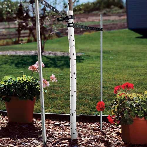 How to Grow and Care for Rose of Sharon