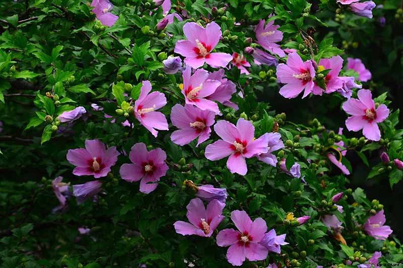How to Grow and Care for Rose of Sharon