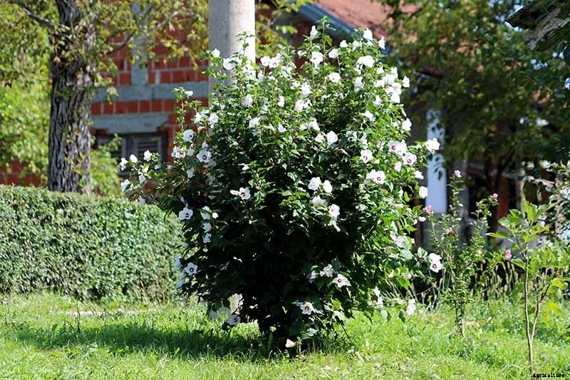 How to Grow and Care for Rose of Sharon