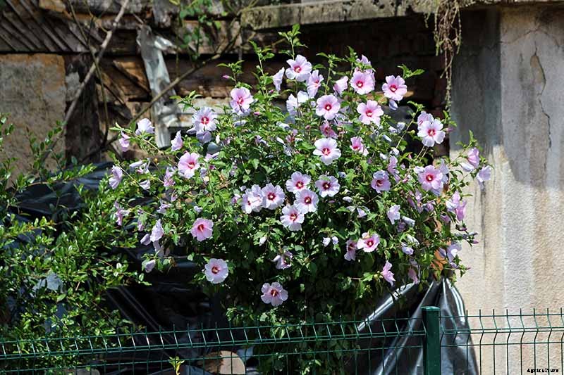 How to Grow and Care for Rose of Sharon