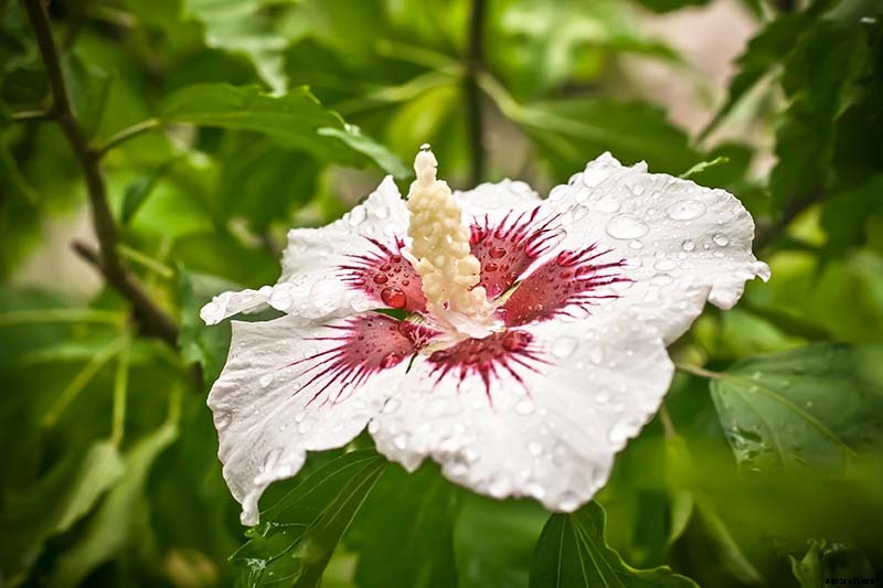 How to Grow and Care for Rose of Sharon