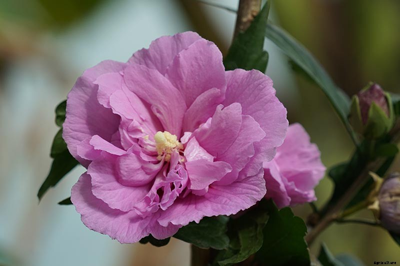 How to Grow and Care for Rose of Sharon