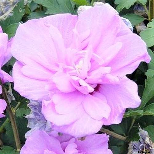 How to Grow and Care for Rose of Sharon