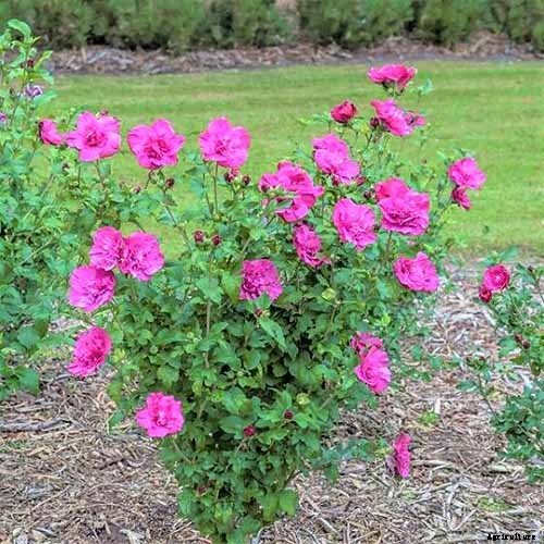 How to Grow and Care for Rose of Sharon