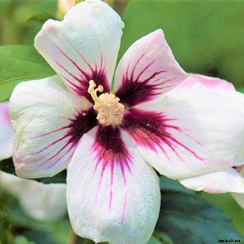 How to Grow and Care for Rose of Sharon
