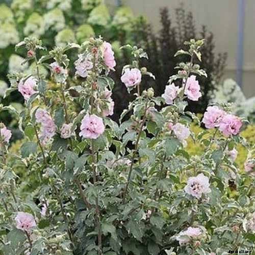 How to Grow and Care for Rose of Sharon
