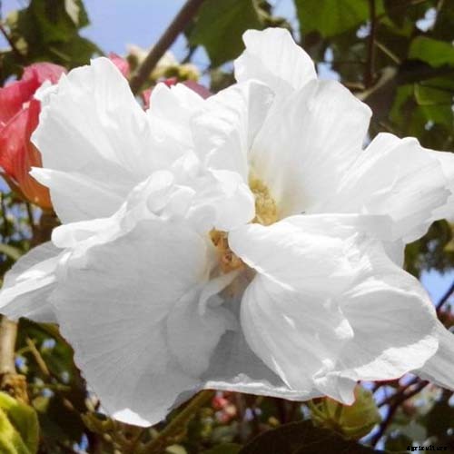 How to Grow and Care for Rose of Sharon