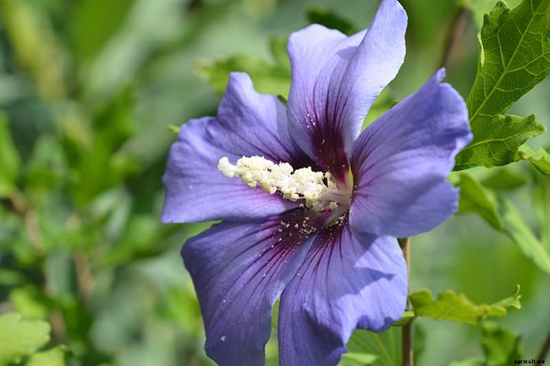 How to Grow and Care for Rose of Sharon