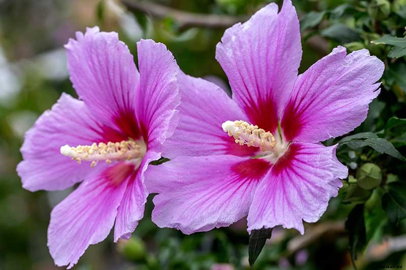 How to Grow and Care for Rose of Sharon
