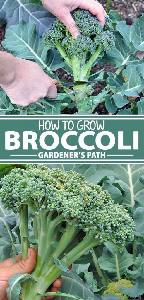 How to Plant and Grow Broccoli