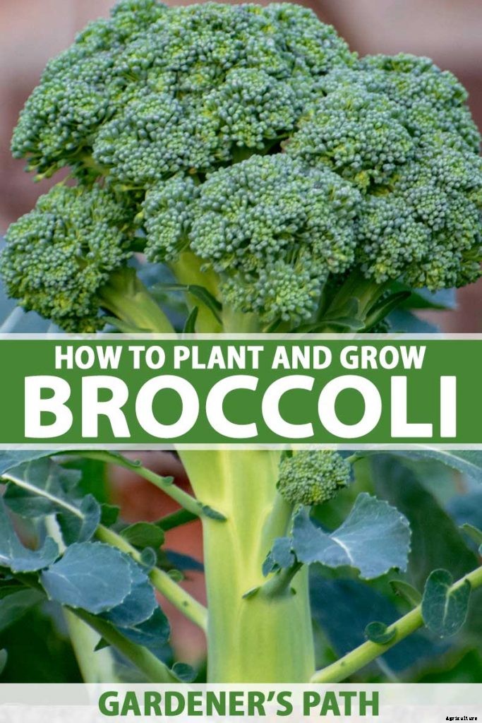 How to Plant and Grow Broccoli