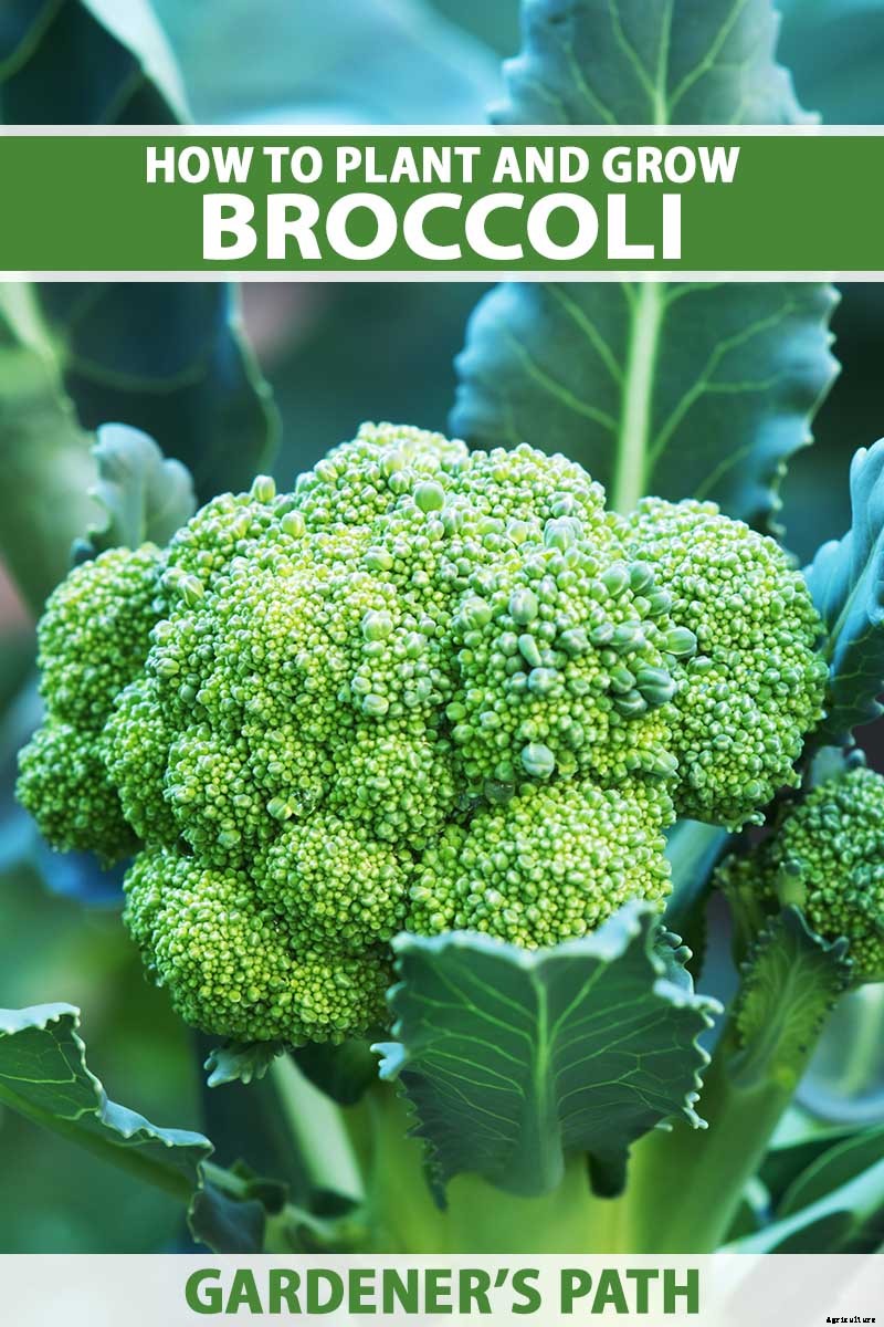 How to Plant and Grow Broccoli