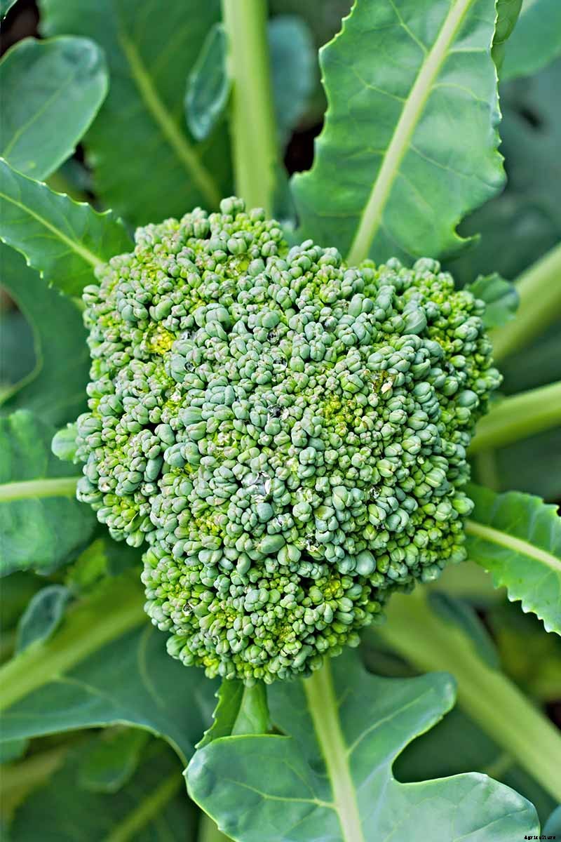 How to Plant and Grow Broccoli