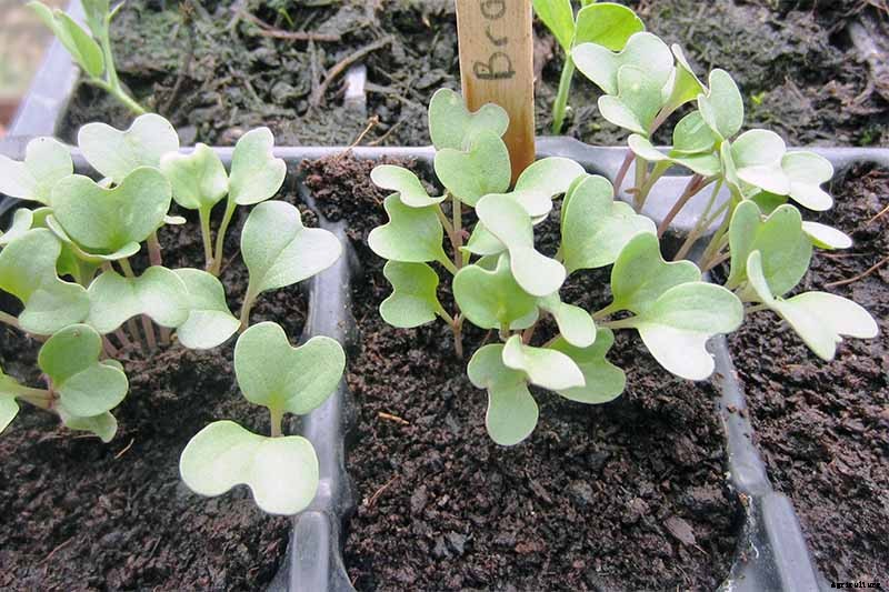 How to Plant and Grow Broccoli