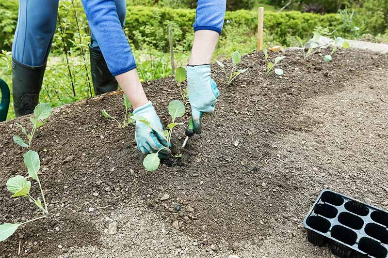 How to Plant and Grow Broccoli