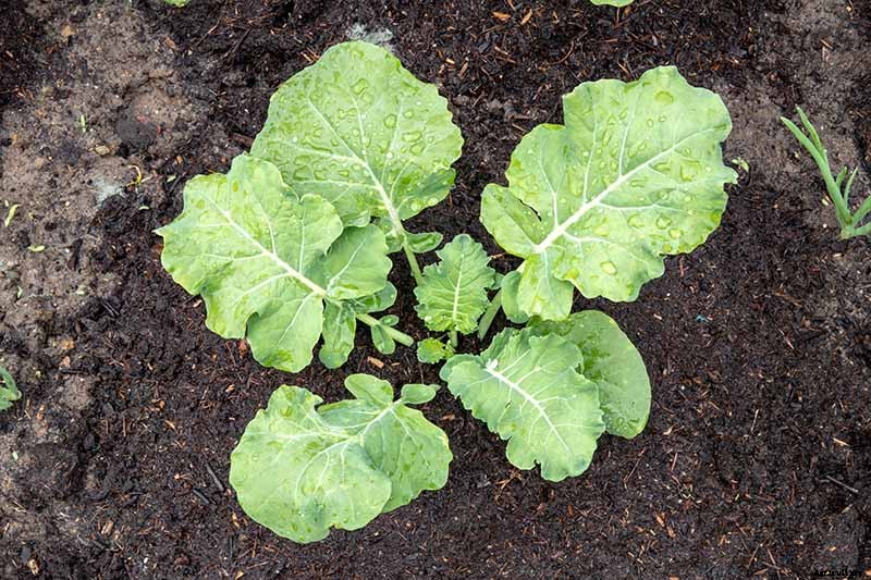 How to Plant and Grow Broccoli