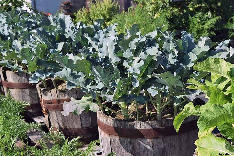 How to Plant and Grow Broccoli