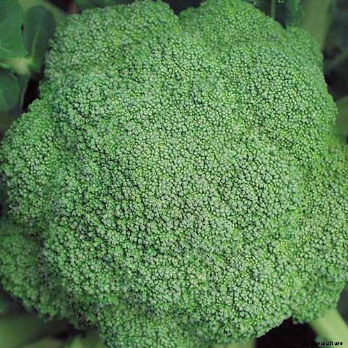 How to Plant and Grow Broccoli