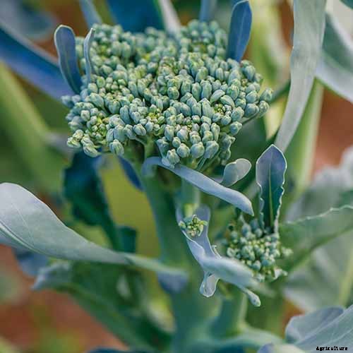 How to Plant and Grow Broccoli