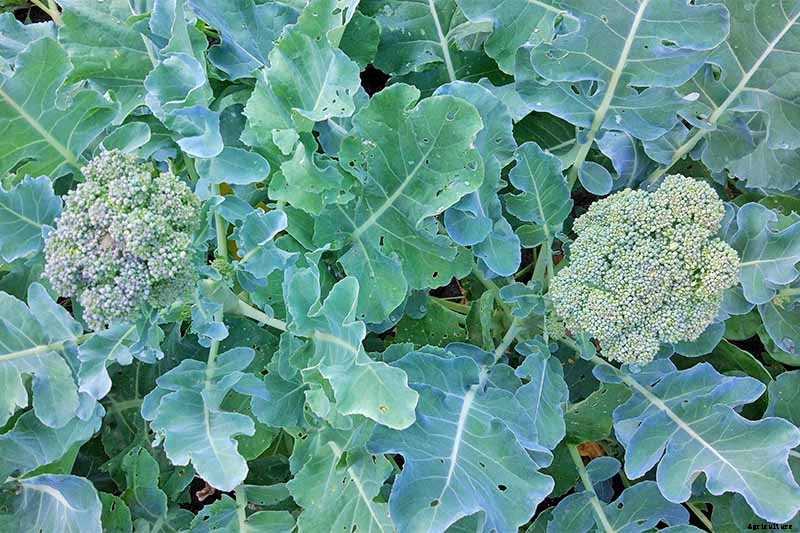 How to Plant and Grow Broccoli