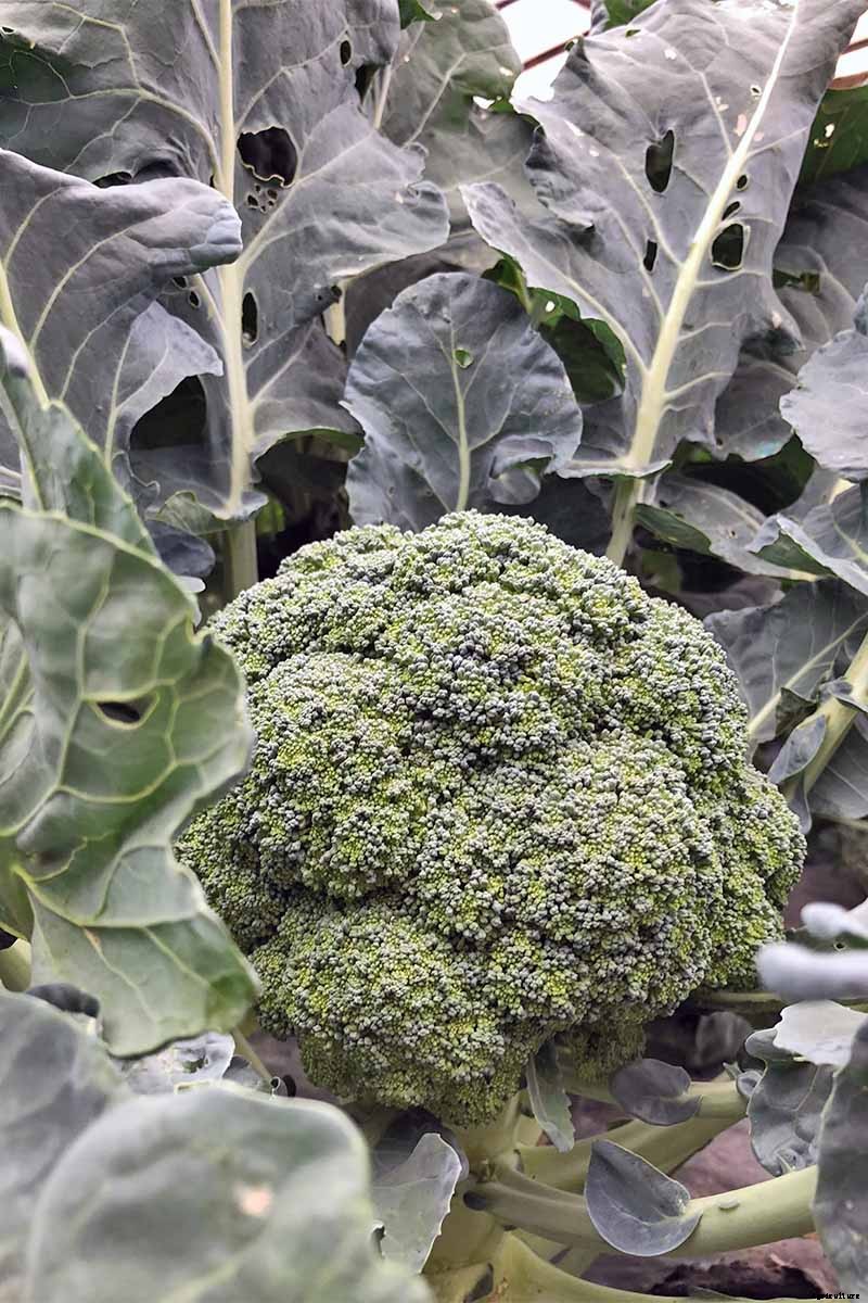 How to Plant and Grow Broccoli