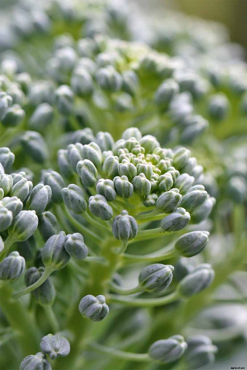 How to Plant and Grow Broccoli