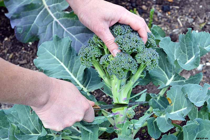 How to Plant and Grow Broccoli