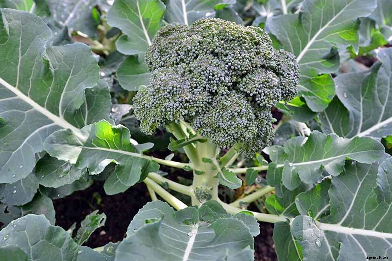 How to Plant and Grow Broccoli