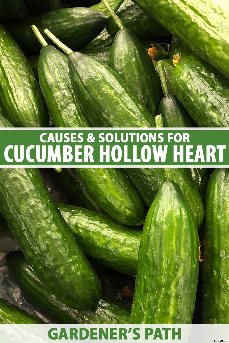 Cucumber Hollow Heart Causes and Solutions