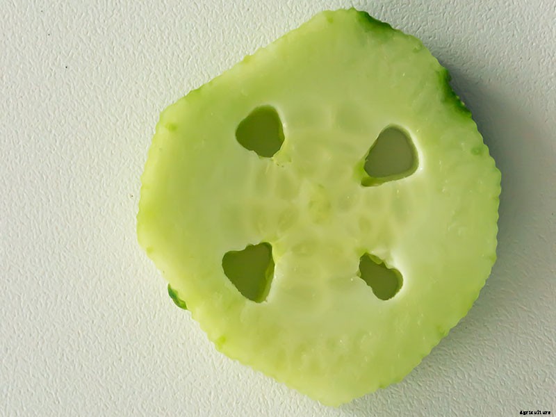 Cucumber Hollow Heart Causes and Solutions