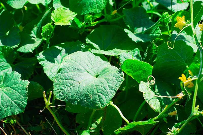 Cucumber Hollow Heart Causes and Solutions