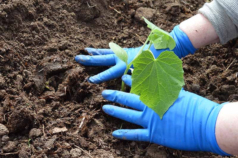 Cucumber Hollow Heart Causes and Solutions