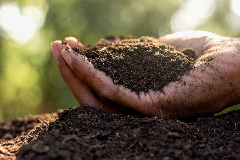 Cucumber Hollow Heart Causes and Solutions