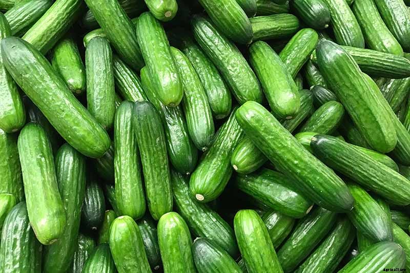 Cucumber Hollow Heart Causes and Solutions